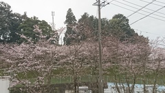 桜咲く