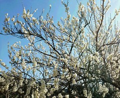 満開の梅の花